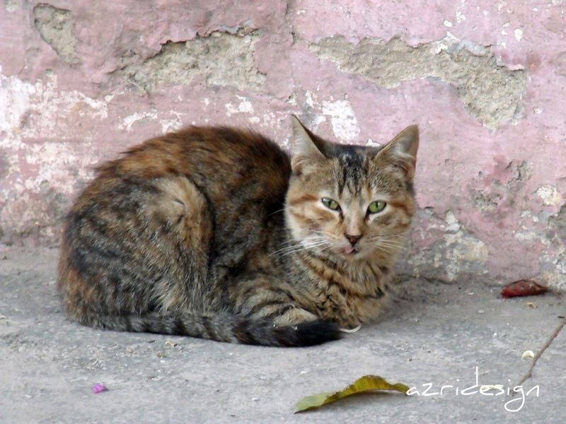 Looak at me! Meknes, Morocco, 2009 Looak at me! Meknes, Morocco, 2009