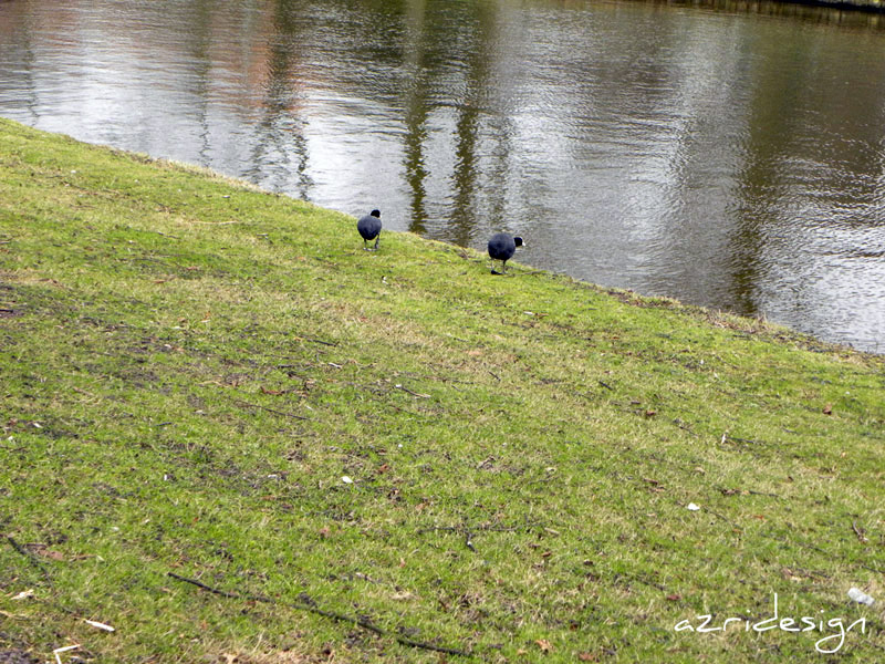 Ducks, Rijswijk, Netherlands, 2010