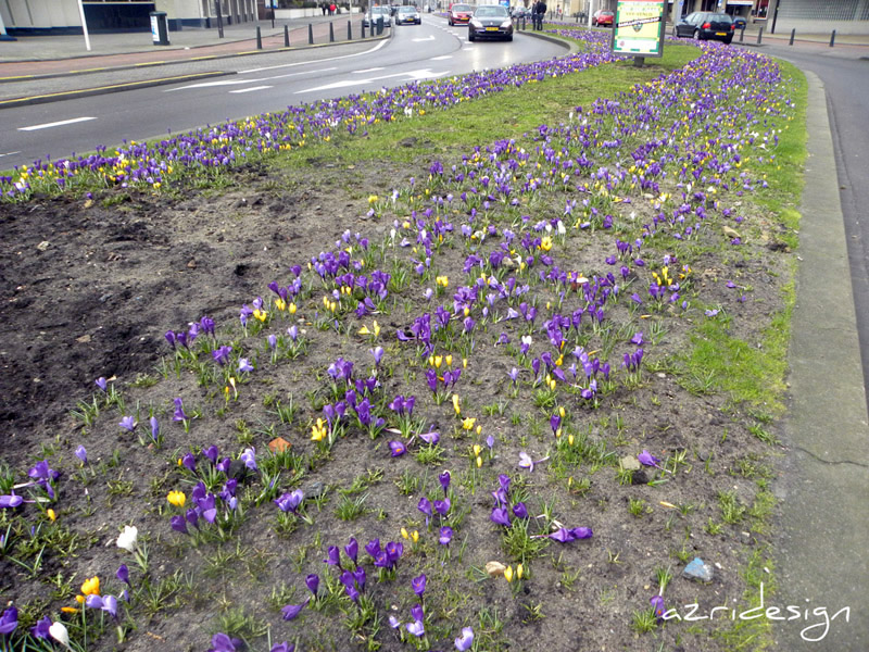 Scheveningen Flowers, Den Haag, Netherlands, 2010