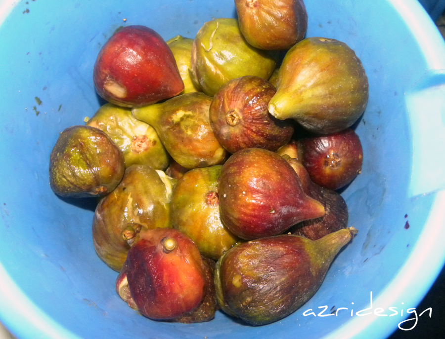 Figs from Arrif - Alhoceima, Morocco 2011