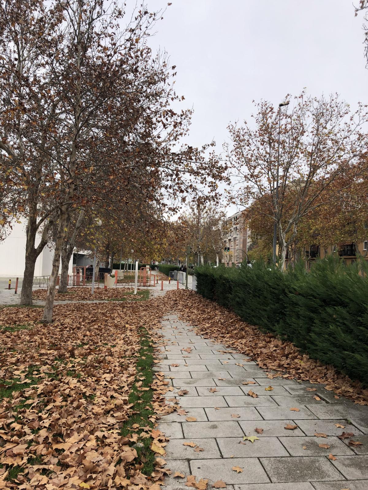A Serene Autumnal Scene on Campus Viriato
