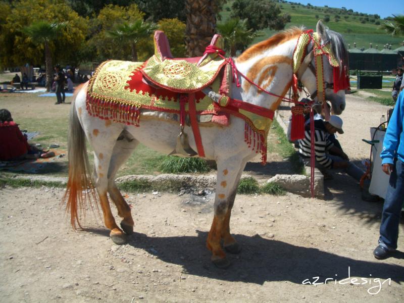 Cheval marocain, Fes, Morocco, 2009 Cheval marocain, Fes, Morocco, 2009