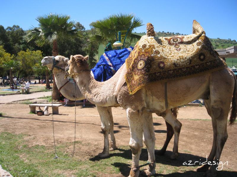 Happy Moroccan camels, Fes, Morocco, 2009 Happy Moroccan camels, Fes, Morocco, 2009