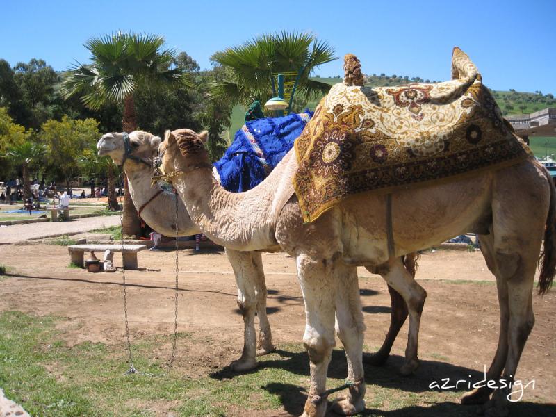 Happy Moroccan camels, Fes, Morocco, 2009