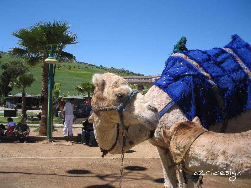 Moroccan camel, Fes, Morocco, 2009 Moroccan camel, Fes, Morocco, 2009