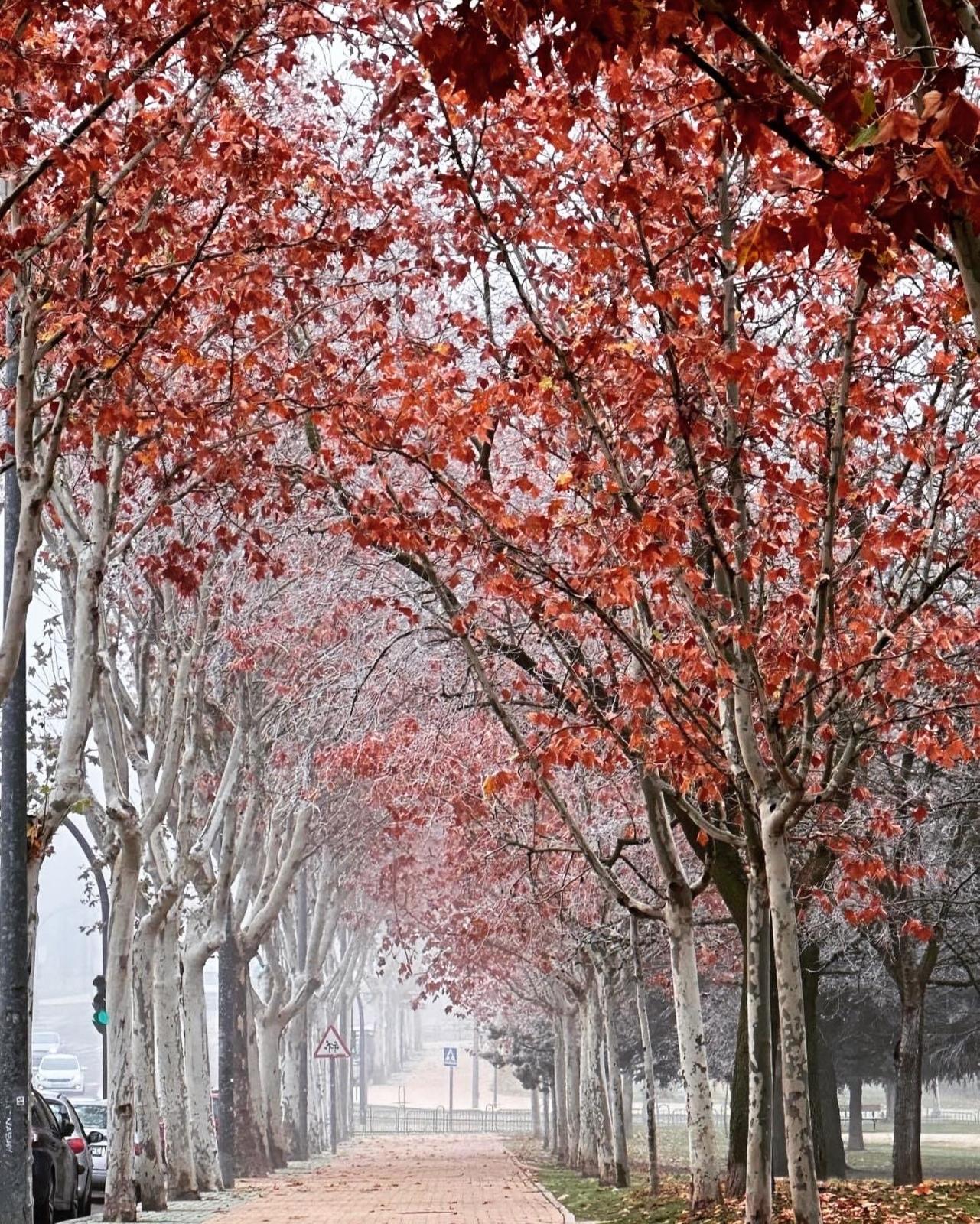 Winter Magic in Zamora, Spain