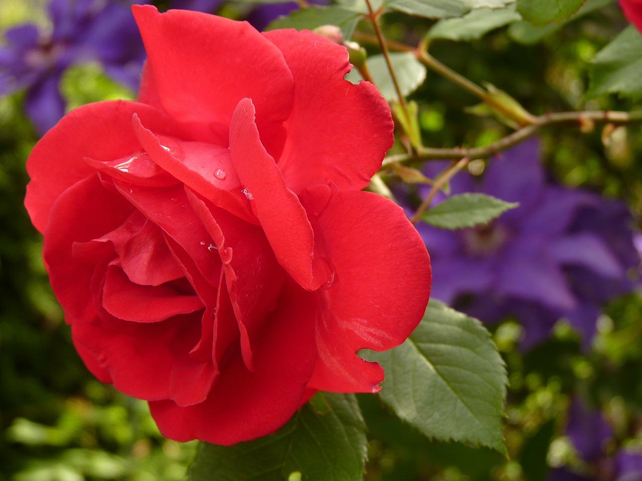 Sometimes a Rose is just a Rose Sometimes a Rose is just a Rose