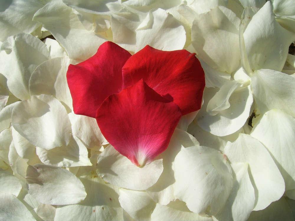 La douceur, l’attention et l’amour La douceur, l’attention et l’amour