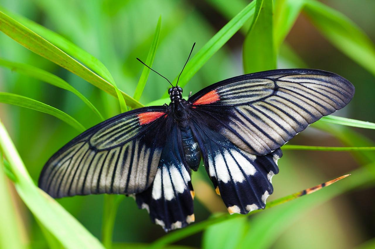 La leçon du papillon La leçon du papillon