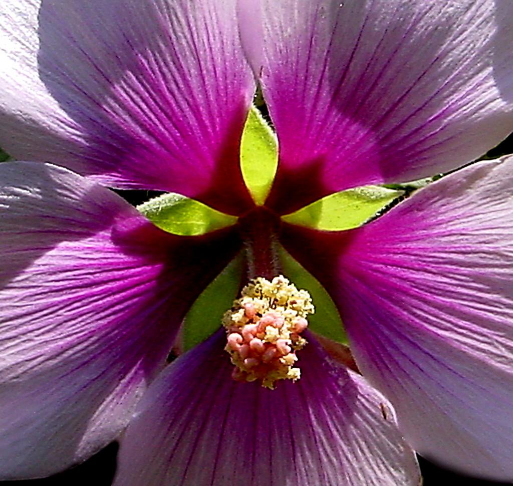 Flower Pink Purple