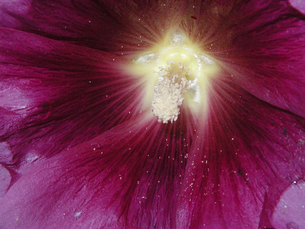 Purple Flower