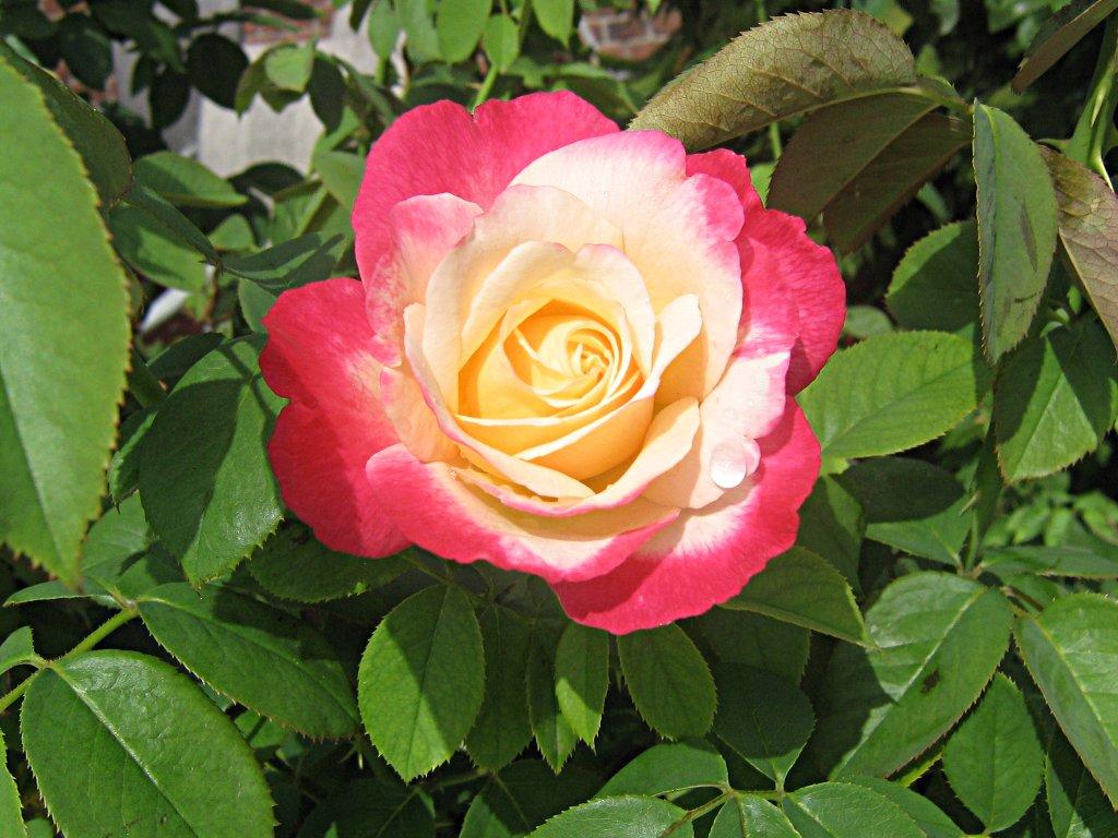 Beautiful Colorful Rose