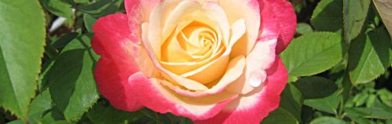 Beautiful Colorful Rose