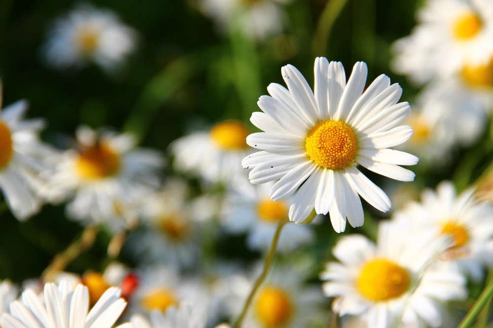 Margarite Daisy: Keeper of the Spring