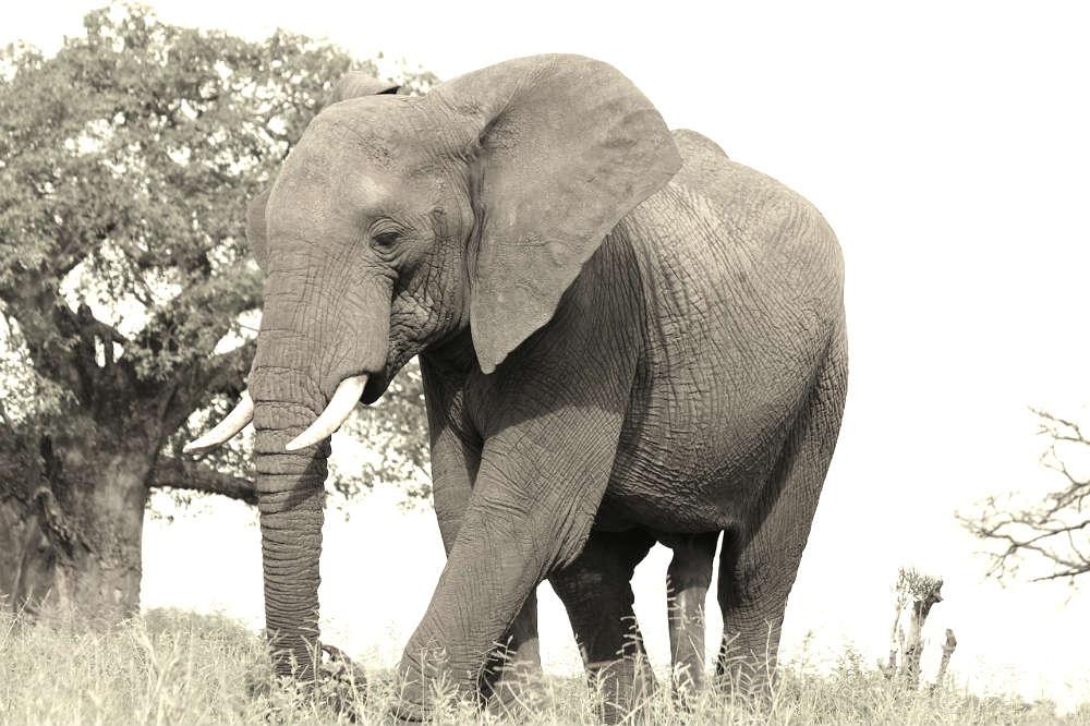 L’éléphant et les quatre aveugles