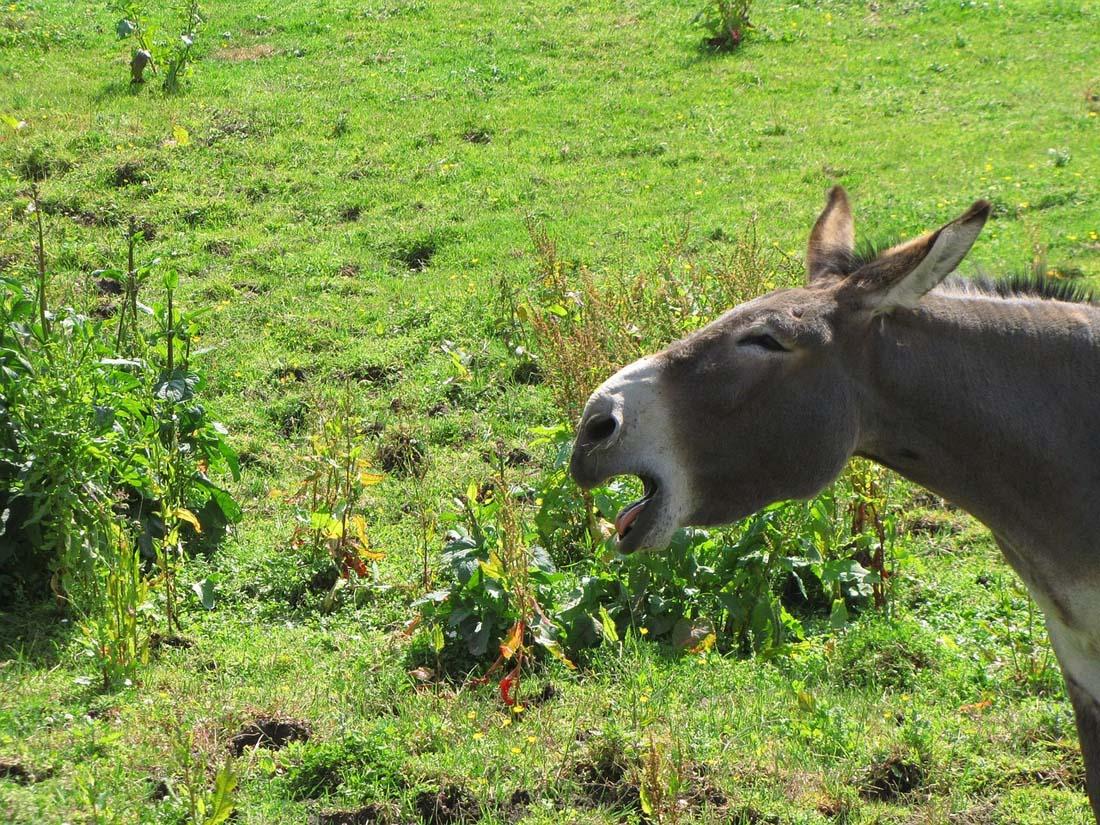 The Farmer’s Donkey