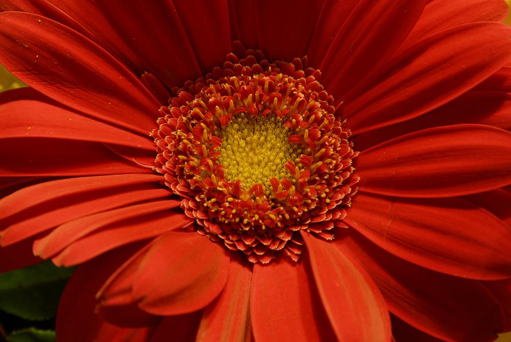 Earth laughs in flowers
