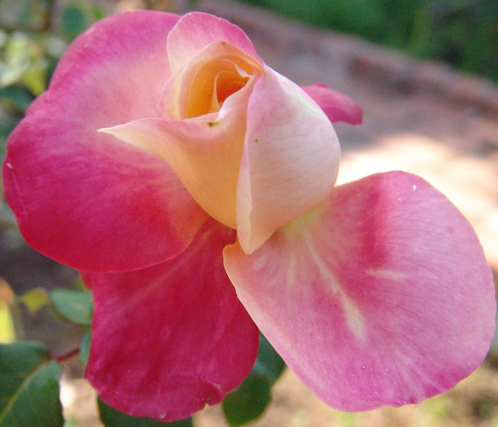 Fall Flower
