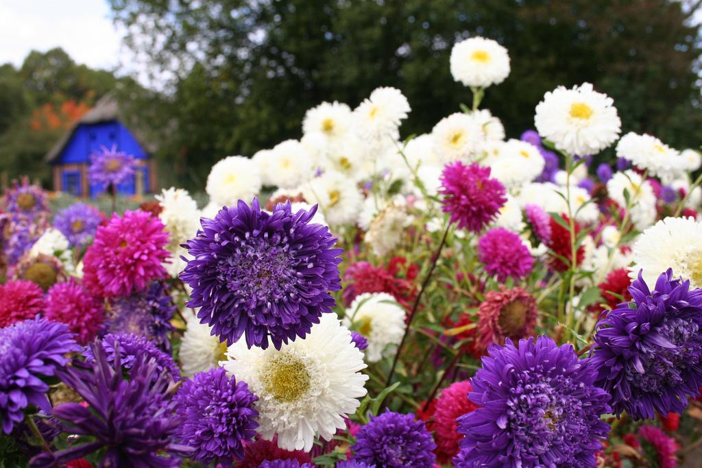 Flowers garden