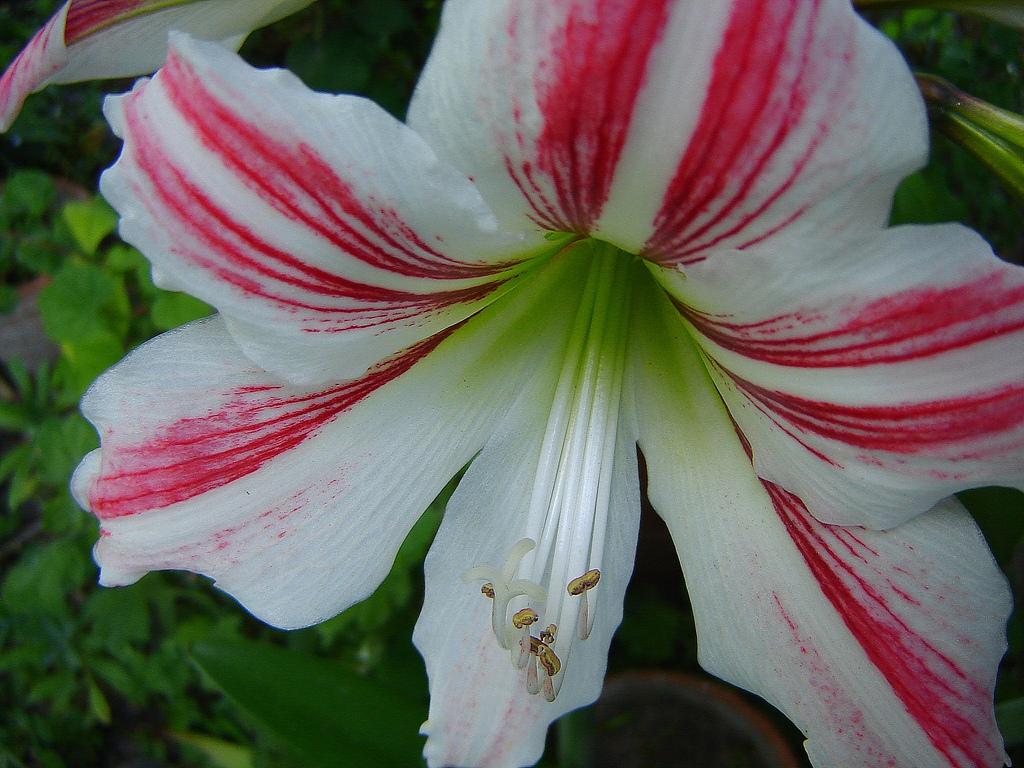 Hippeastrum 