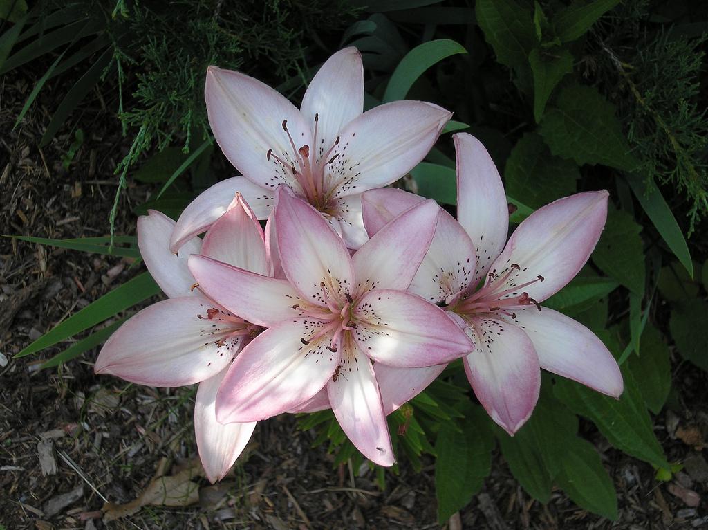 Natural Boquet