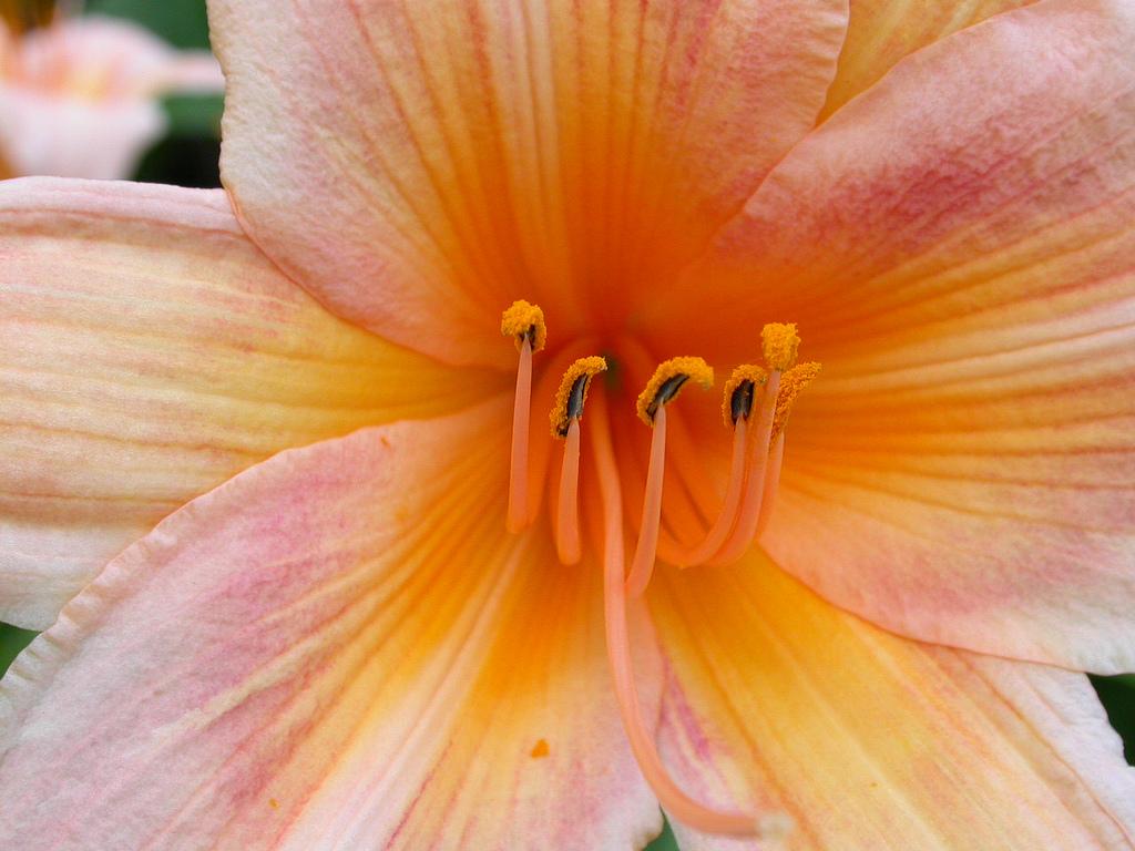 Orange flower