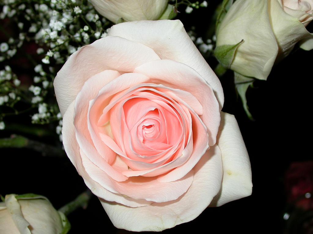 Pink and white rose