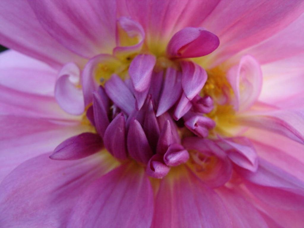 Pink Pleasure