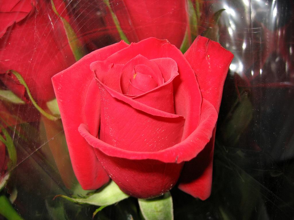 A Rose is just as Sweet as a Rose