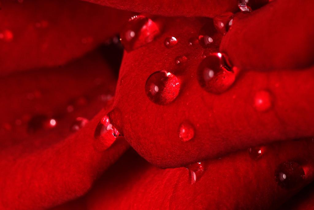 Rose Drops
